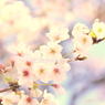 Cherry Blossoms