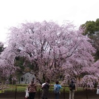 枝垂桜の大木