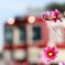 秋桜と電車