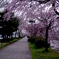 鴨川沿い桜道