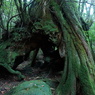 屋久島における杉の根