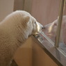 A Baby Polar Bear 2