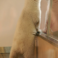 A Baby Polar Bear 3
