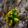 岩の花