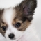 papillon puppy