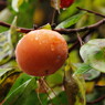 秋の実り　甘柿