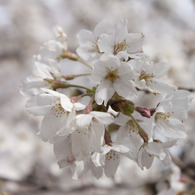 桜咲く