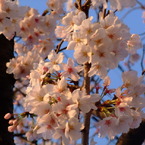 桜Ⅵ