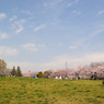 桜並木とパラボラアンテナ