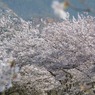 冨士山（とみすやま）公園の桜-1