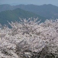 冨士山（とみすやま）公園の桜-2