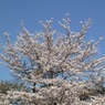 冨士山（とみすやま）公園の桜-5