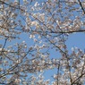 冨士山（とみすやま）公園の桜-6