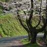 冨士山（とみすやま）公園の桜-7