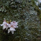 冨士山（とみすやま）公園の桜-8