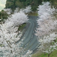 冨士山（とみすやま）公園の桜-11