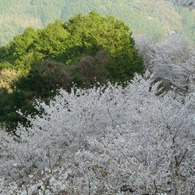 冨士山（とみすやま）公園の桜-12