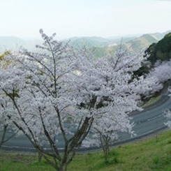 冨士山（とみすやま）公園の桜-13