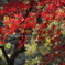 山の紅葉　紅葉の盛り