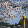 京都動物園ののキリンさんと桜