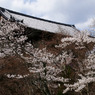 南禅寺の山門と桜