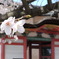 清水寺の桜(1)
