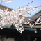 清水寺の桜(2)