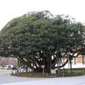 樹齢300年シイノキ