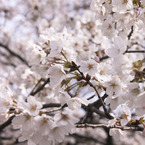 桜咲く空