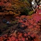 渓を流れる紅葉　～山田池公園、もみじ谷～