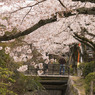 桜橋