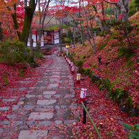 京都の落ち葉