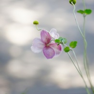 後ろ姿も美しい　秋明菊