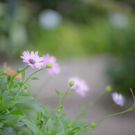 花咲く小路