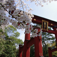 サクラサク＠気比神社