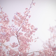 桜のキヲク_01