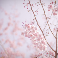 桜のキヲク_03