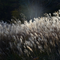 三木山森林公園