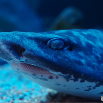 海の生き物