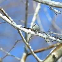 雪の妖精　シマエナガ