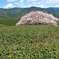 茶畑に立つ桜
