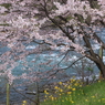 桜と清流