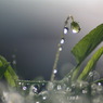 雨の後の贈り物