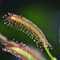 手柄山温室植物園