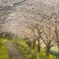 早朝の桜並木