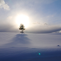 雪原の一本松