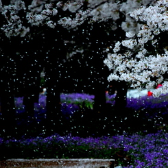 桜の雨