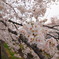 三沢川の桜_3