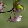 河津桜