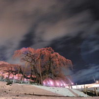 滝桜 夜感撮影